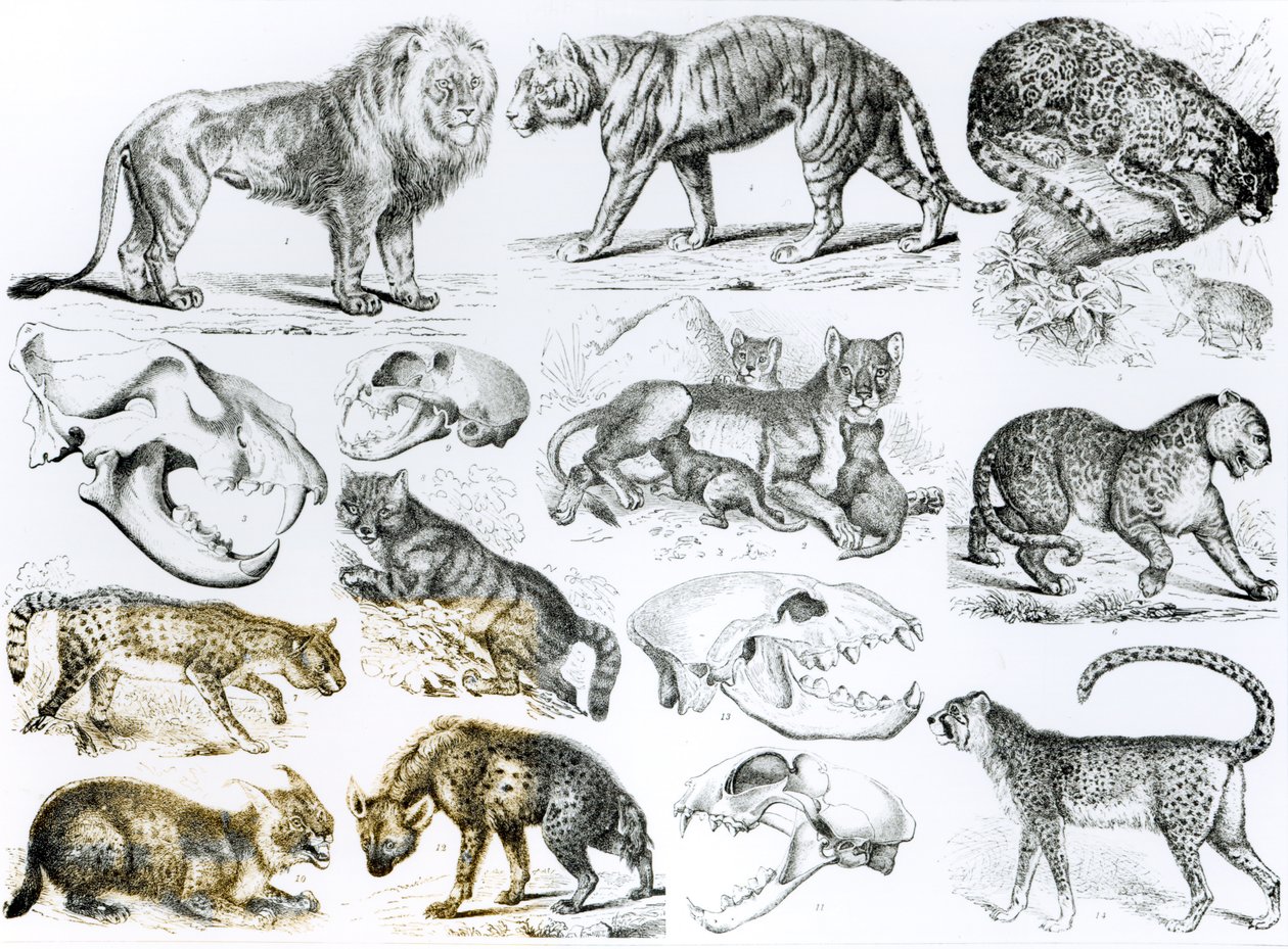 Animali carnivori da English School