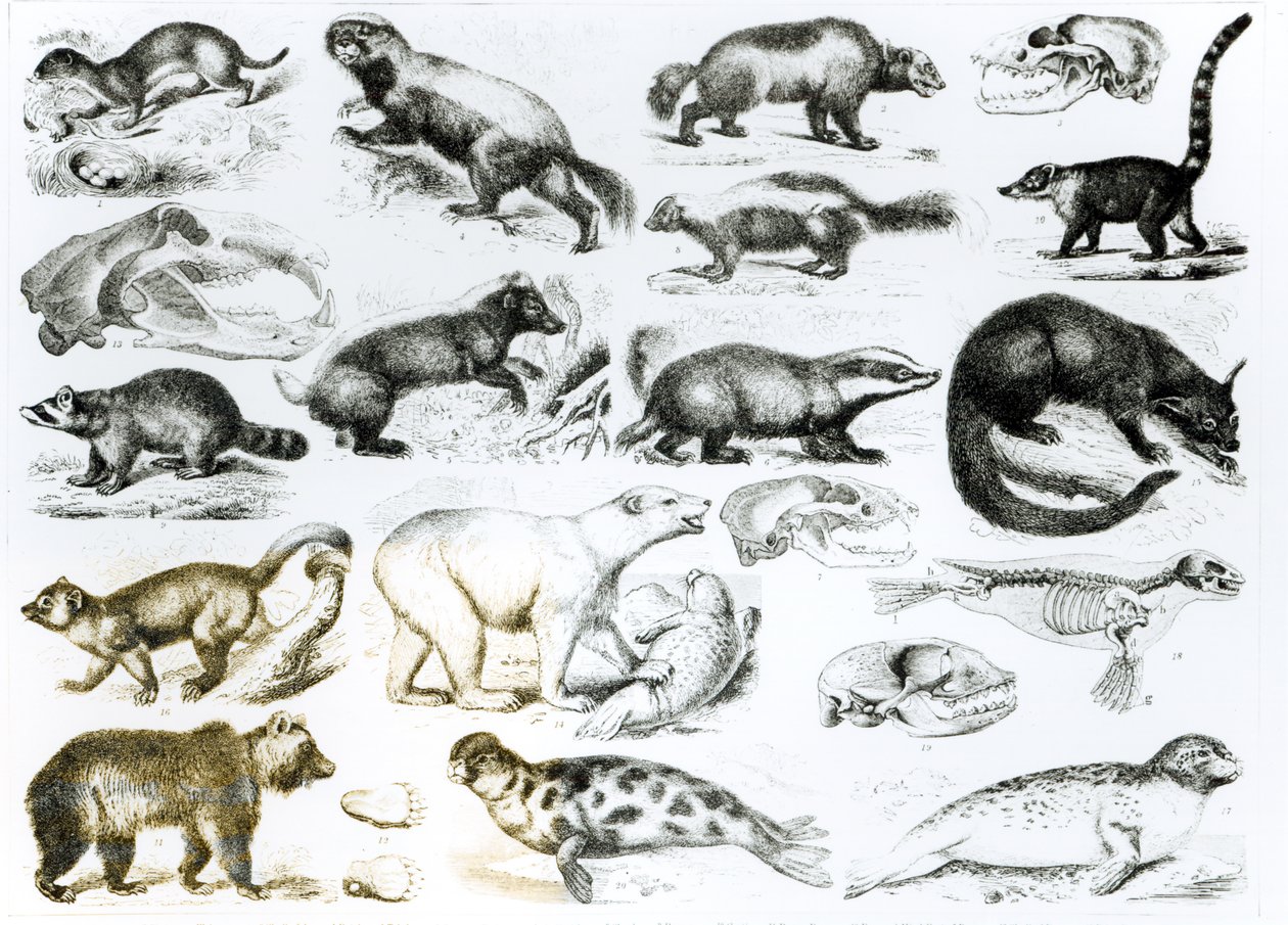 Animali carnivori da English School