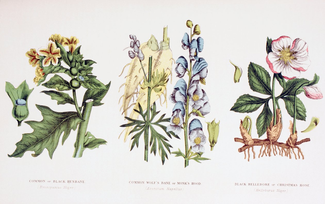 Piante velenose comuni, c.1890 da English School