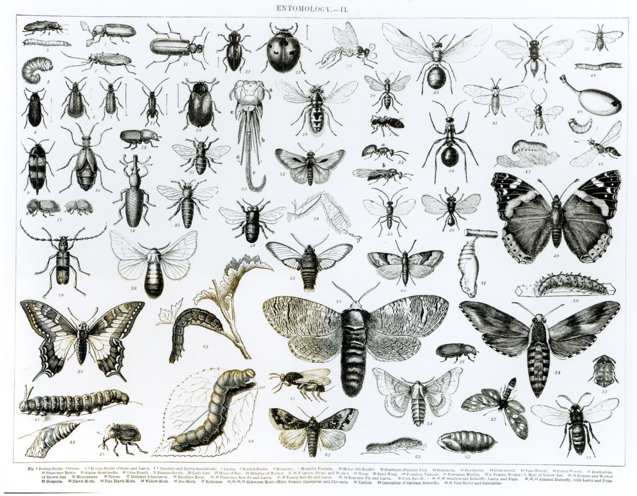 Entomologia da English School