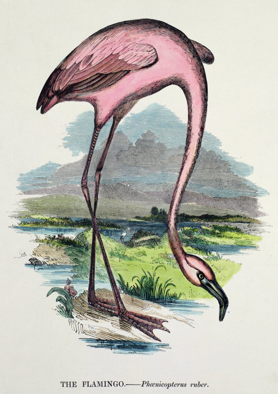 Fenicottero (Phoenicopterus Ruber) da English School