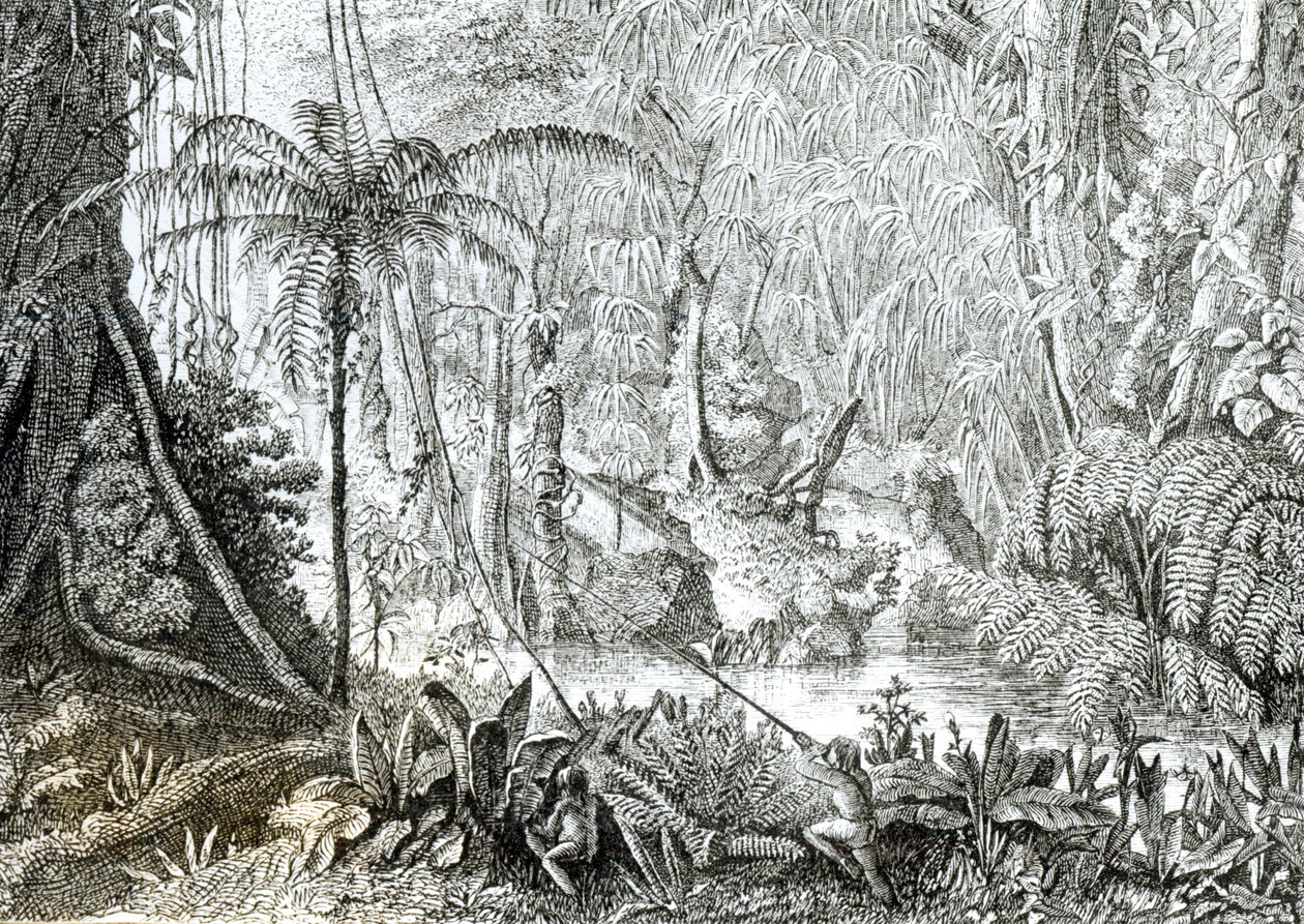 Interno di una foresta primordiale in Amazzonia da English School