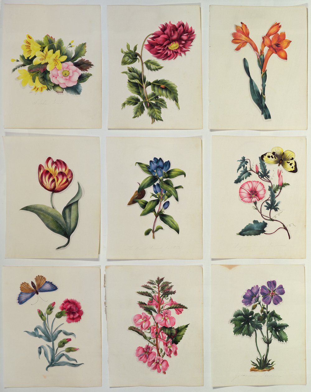 Nove piatti di fiori da English School