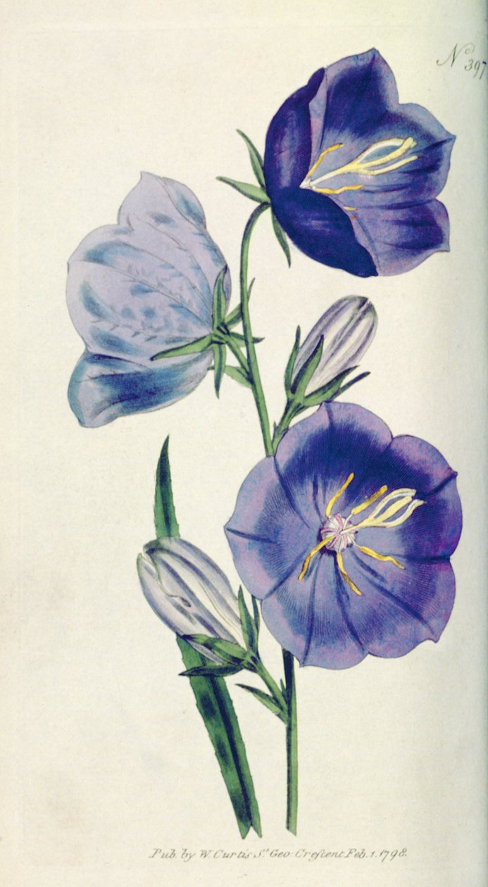 Campanula color pesca (Campanula persicifolia var. maxima), tavola 397 da William Curtis The Botanical Magazine, pub. 1792 da English School