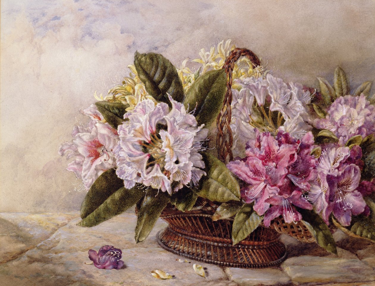 Rododendri da English School