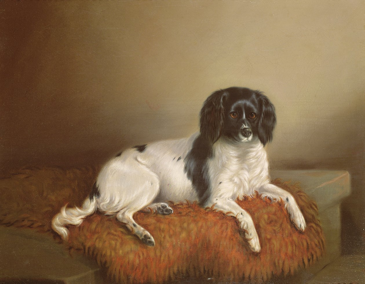 Springer Spaniel da English School