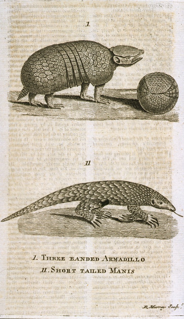 Armadillo a tre bande e Manis a coda corta, da 