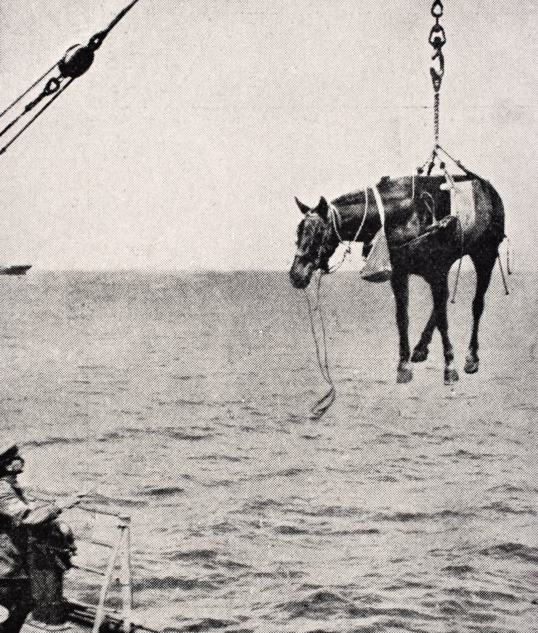 Trasferimento di cavalli dalla nave alla terra nel Golfo Persico, 1915, da 