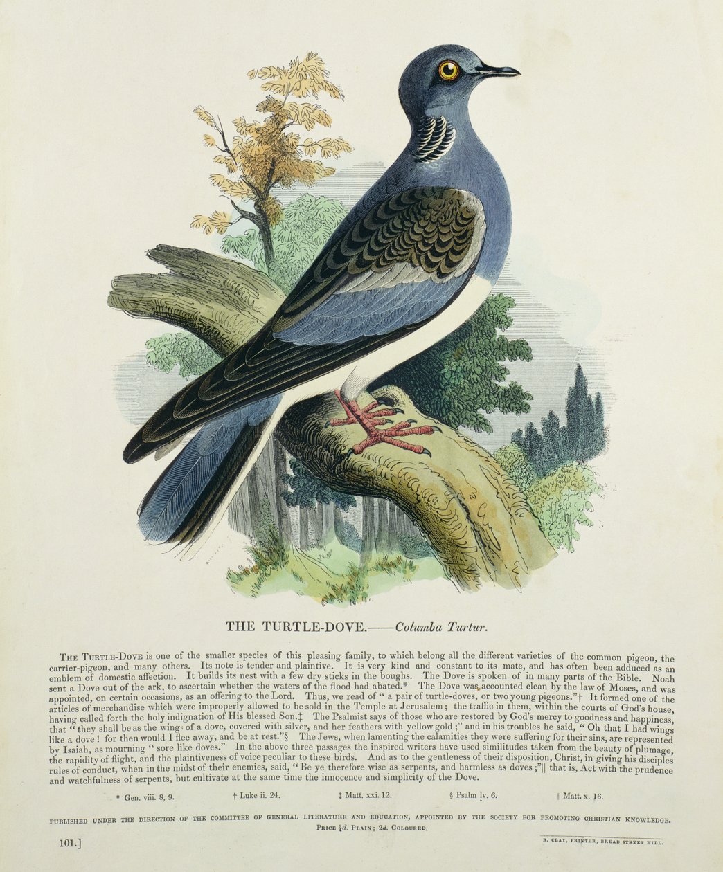 Tortora (Columba Turur) da English School
