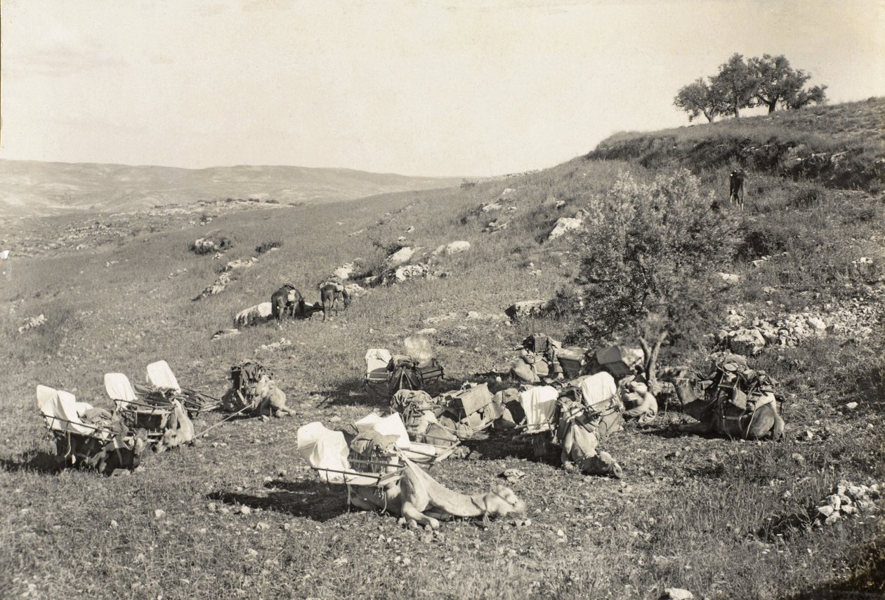 Cammelli ambulanza, c.1916-19 da English Photographer