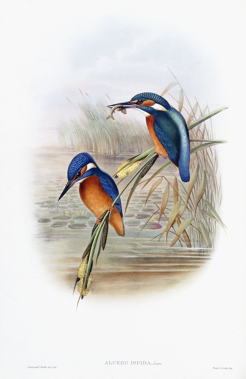 Alcedo Ispida (Martin pescatore) da English School