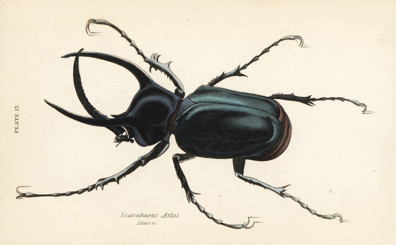 Scarabeo Atlante, Chalcosoma atlas (Scarabaeus atlas) da English School