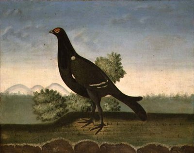 Gallo cedrone da English School