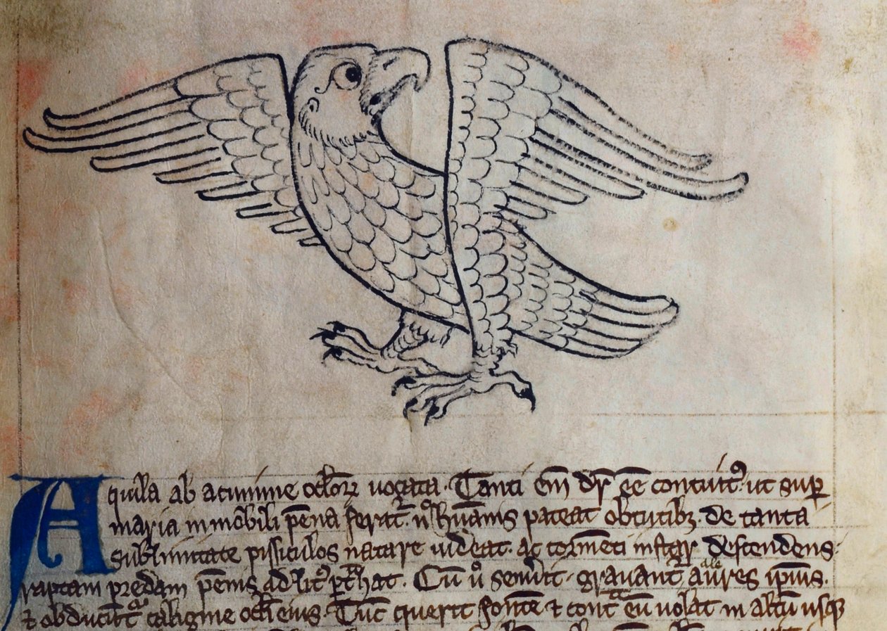 CCA-LitMs/D/10 fol. 13r Aquila, dal Bestiario da English School