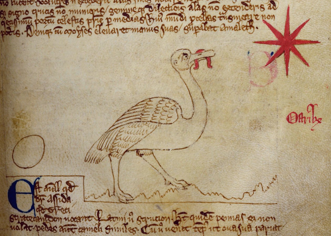 CCA-LitMs/D/10 fol. 16r Struzzo, dal Bestiario da English School