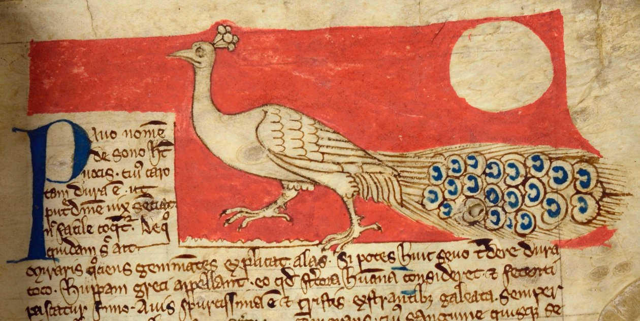 CCA-LitMs/D/10 fol. 22r Pavone, dal Bestiario da English School