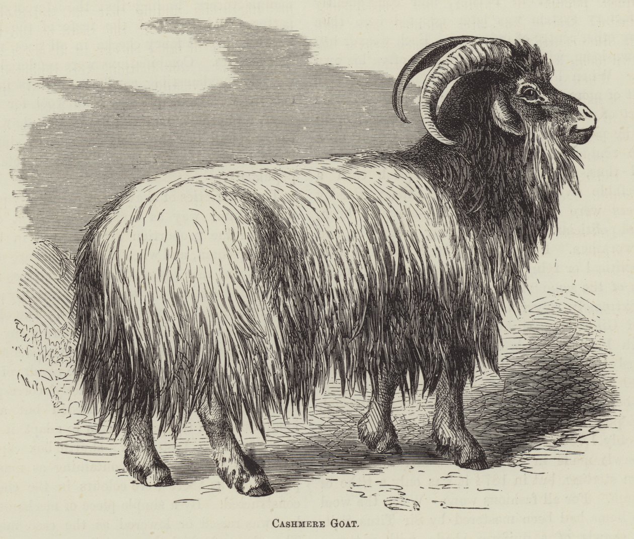 Capra del cashmere (incisione) da English School