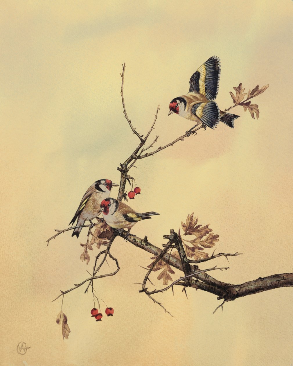 Cardellini, c.1890 da English School