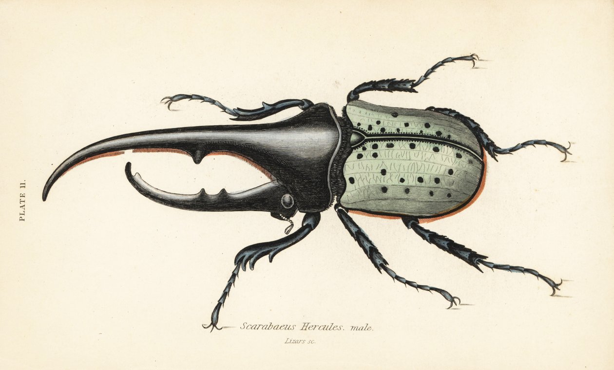 Scarabeo Ercole, maschio, Dynastes hercules, Scarabaeus hercules da English School