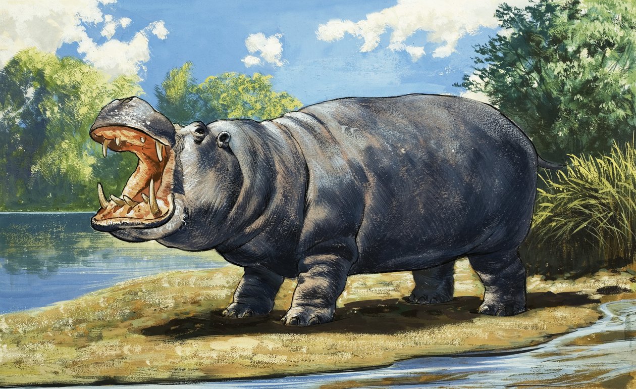 Ippopotamo da English School