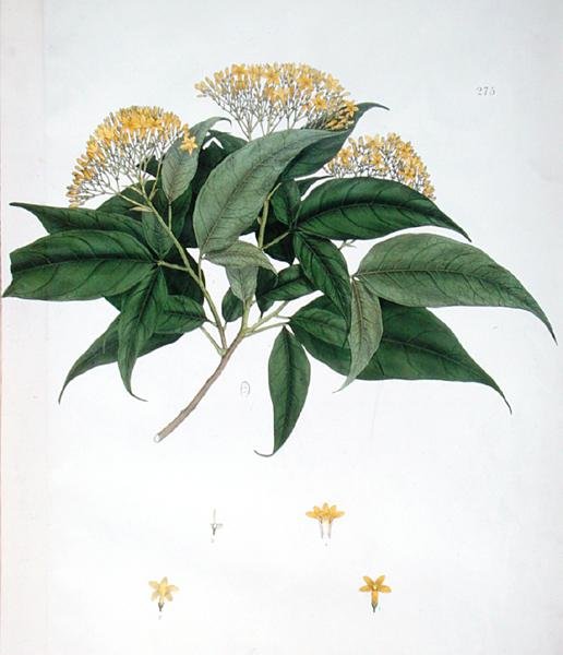 Jasminum Heterophyllum da English School