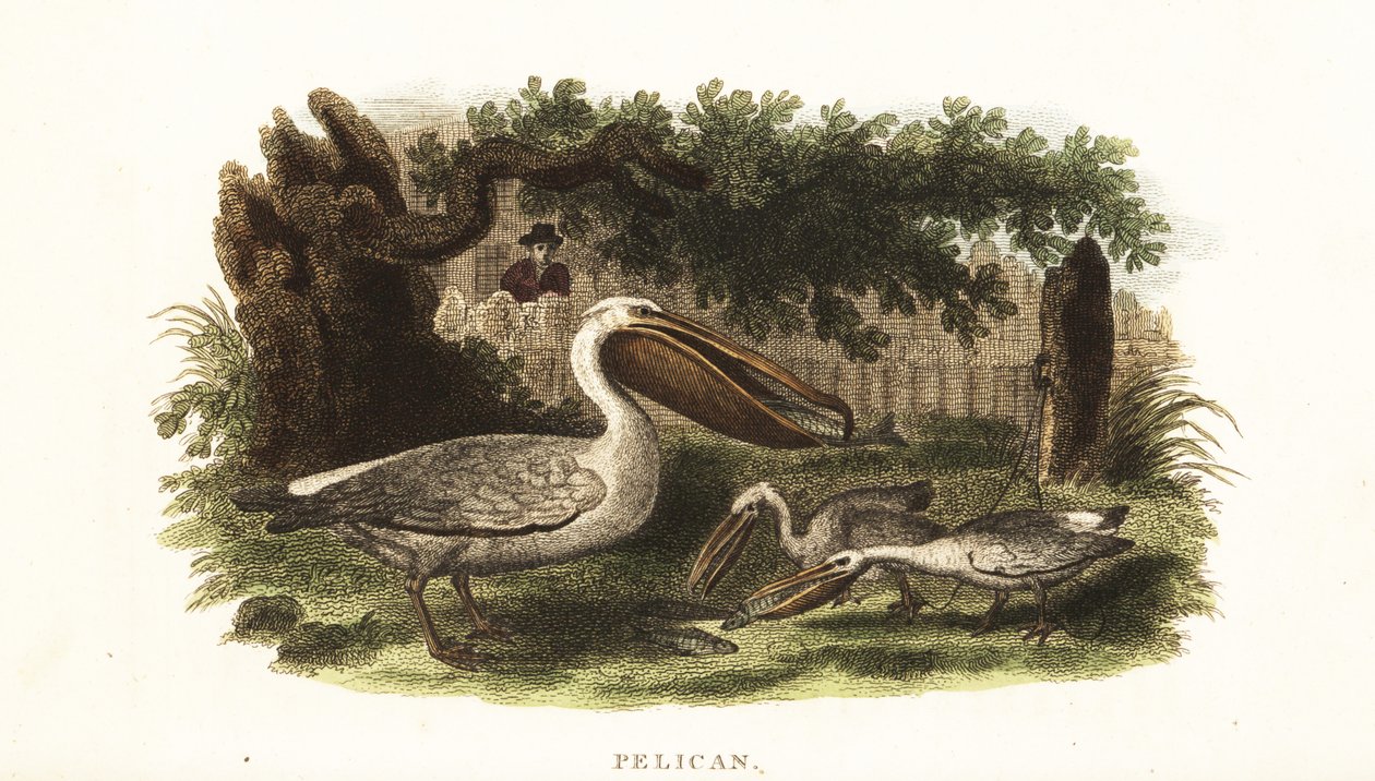 Metodo di pesca dei nativi americani con i pellicani da English School