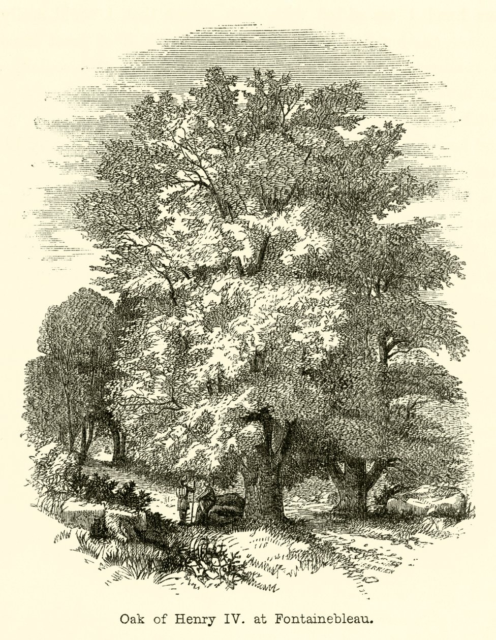Quercia di Enrico IV, a Fontainebleau (incisione) da English School