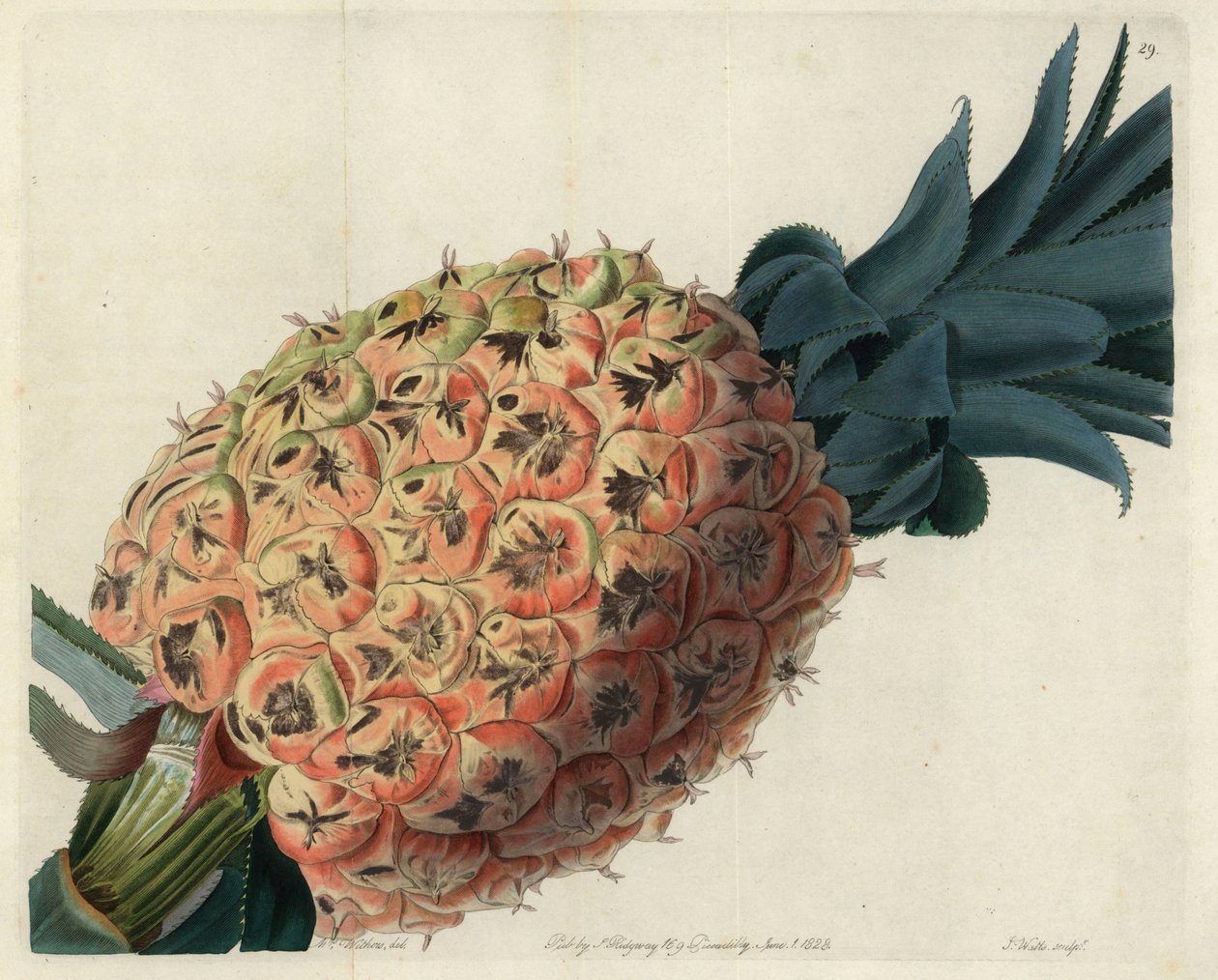 Ananas di Otaheite da "Pomological Magazine" di John Lindley da English School
