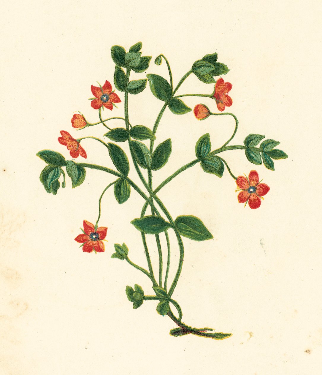 Pimpinella scarlatta, Anagallis Arvensis da English School