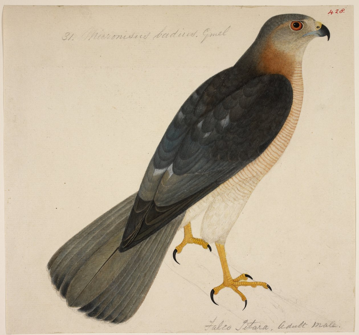 Shikra, o 
