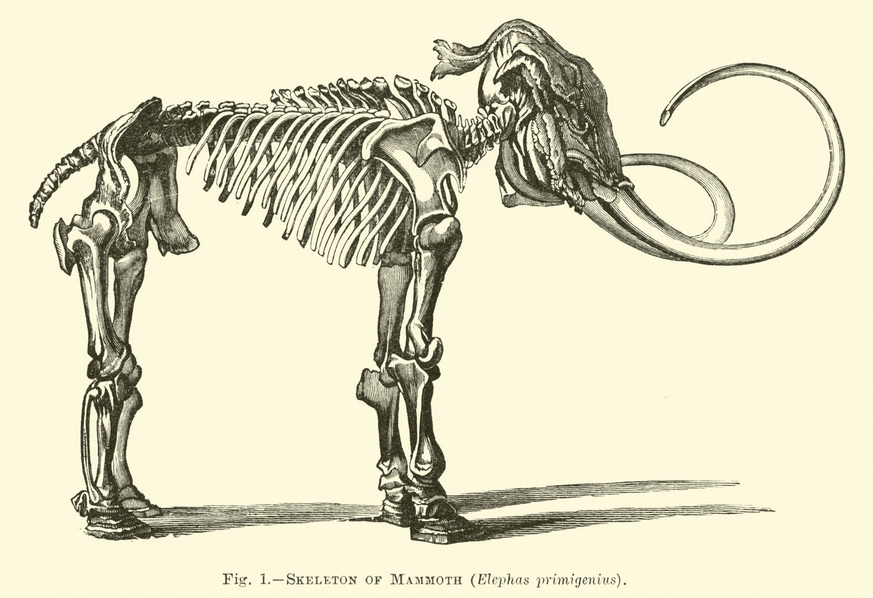 Scheletro di mammut, Elephas primigenius da English School