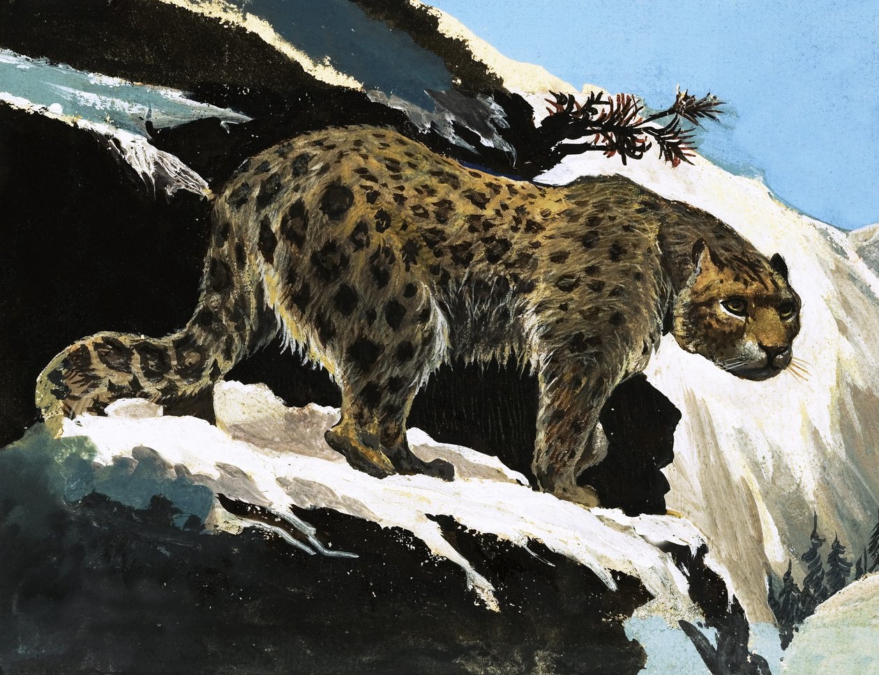 Leopardo delle nevi da English School