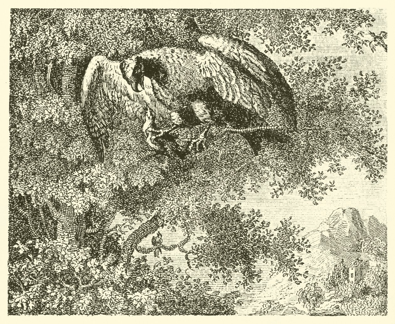 Il falco e l