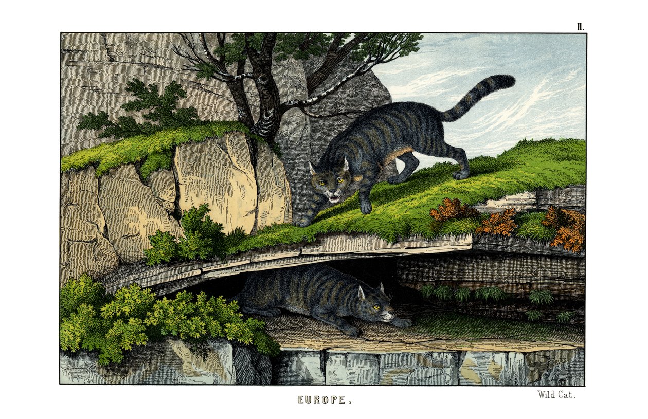 Gatto Selvatico da English School