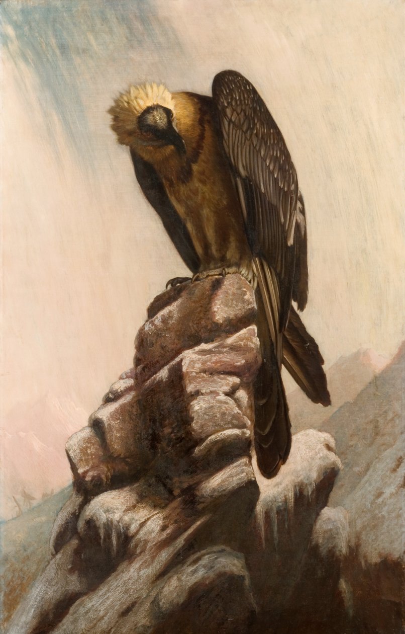 Aquila su scogliera da English School English School