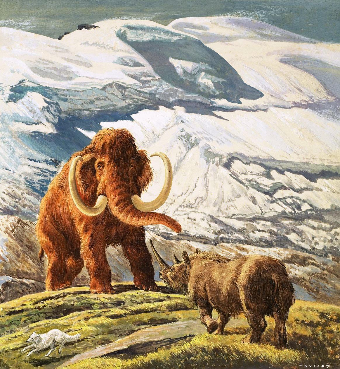 Il mammut incontra il rinoceronte (gouache su carta) da Eric Tansley