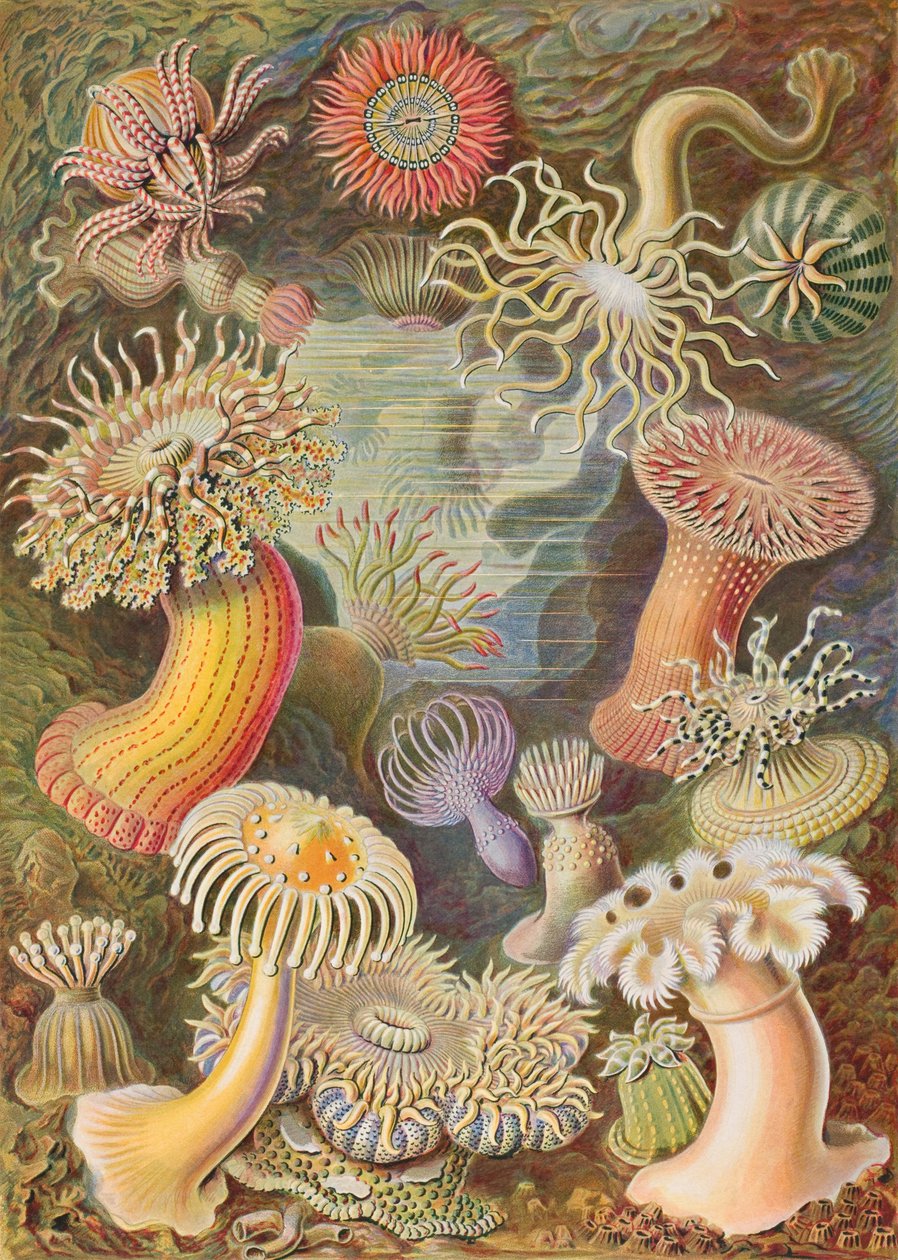 Haeckel Actiniae da Ernst Haeckel