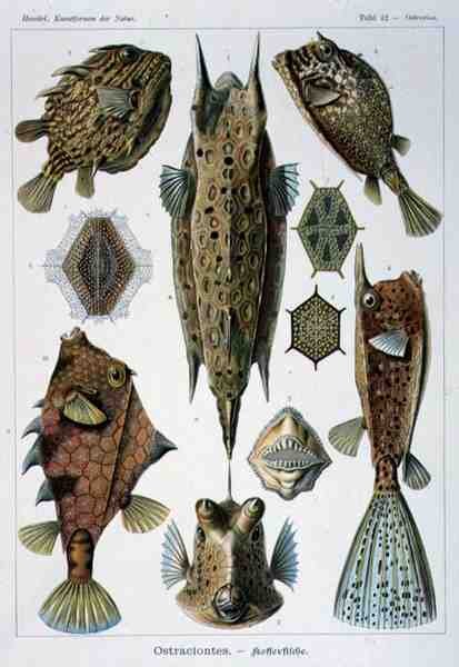 Ostraciontes, tavola da Artforms of Nature da Ernst Haeckel