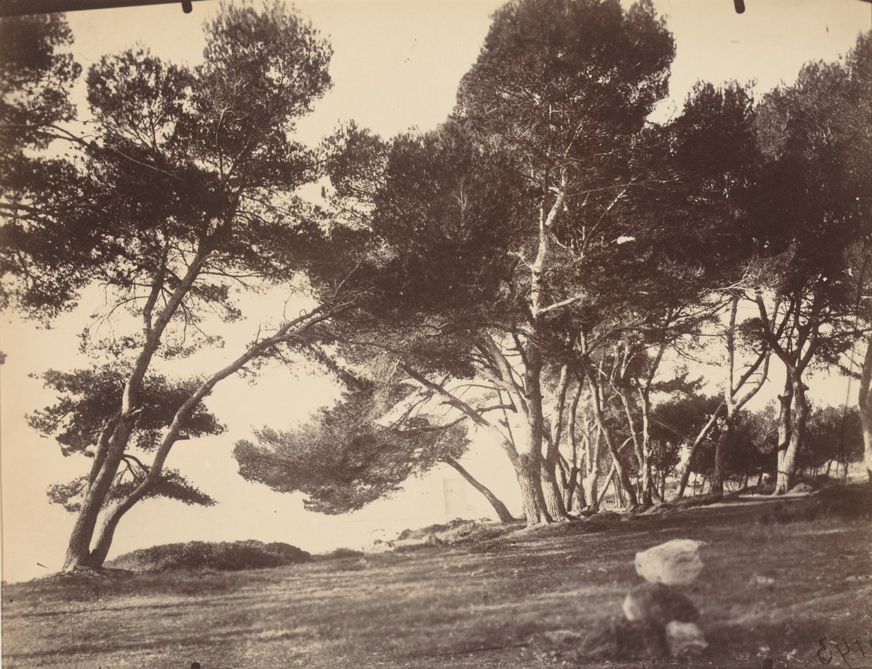 Cannes, Ile Saint Honorat, 1899-1927 circa (foto) da Eugène Atget