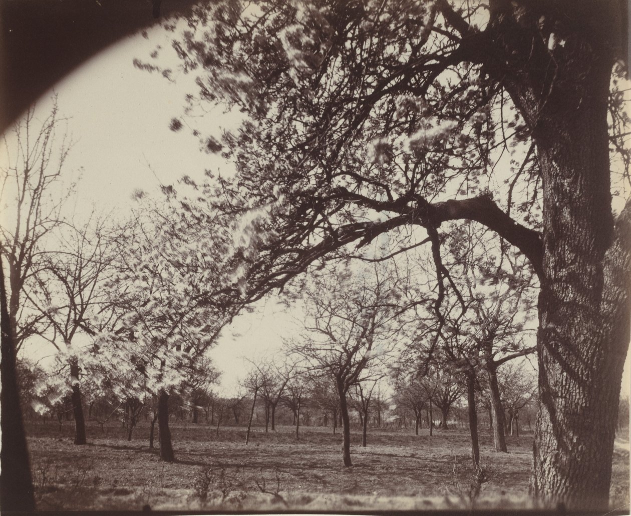 Poirier, 1921 (foto) da Eugène Atget