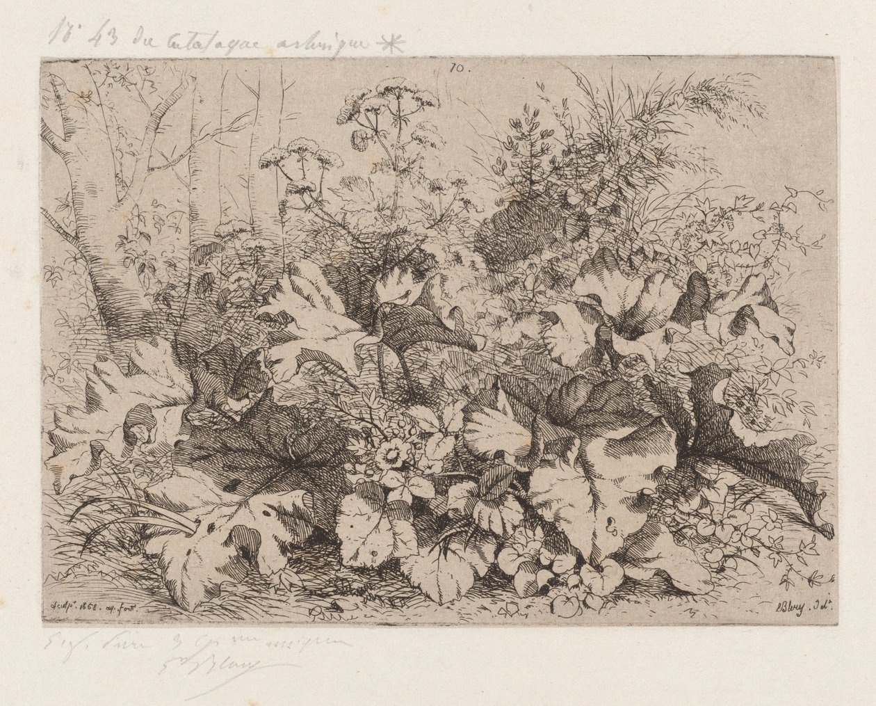 Bardana in fiore da Eugene Bléry