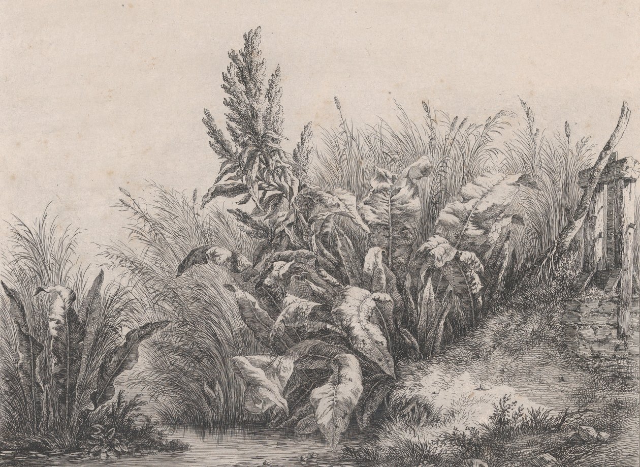 Grande pianta di bietola d