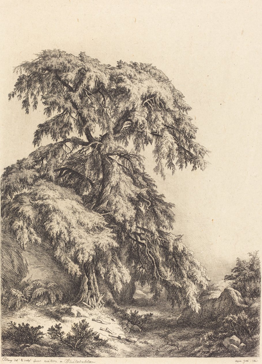 Albero di ginepro da Eugene Bléry