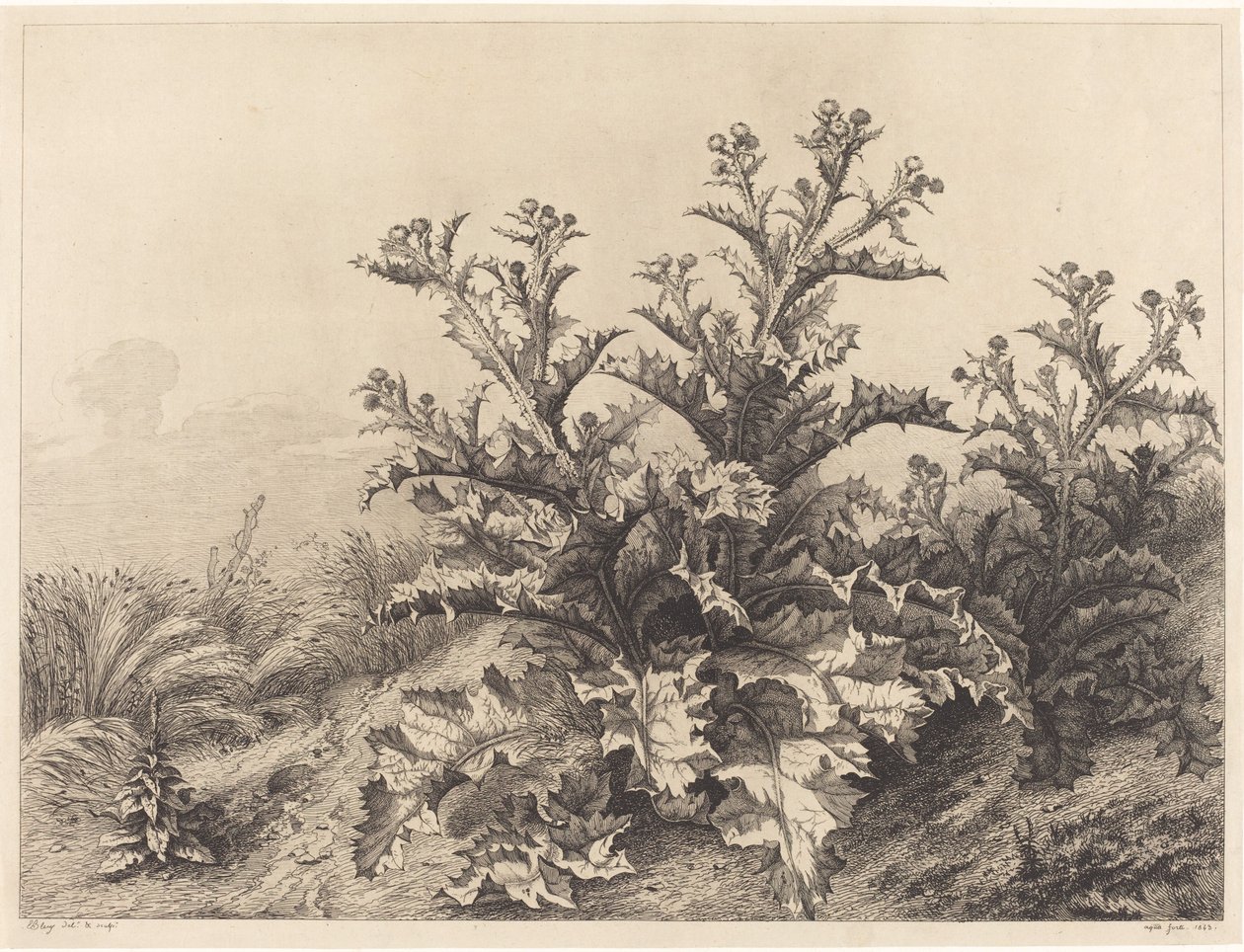Grande Cardo, 1843 da Eugene Bléry