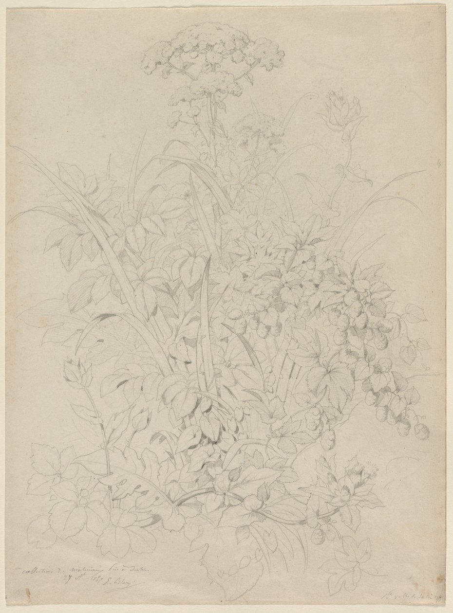 Studio di piante da Eugene Bléry