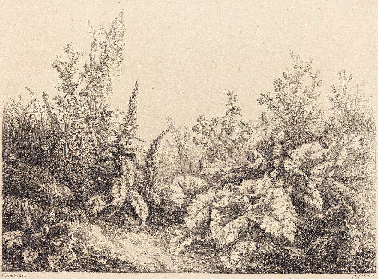 Studio di una bardana da Eugene Bléry