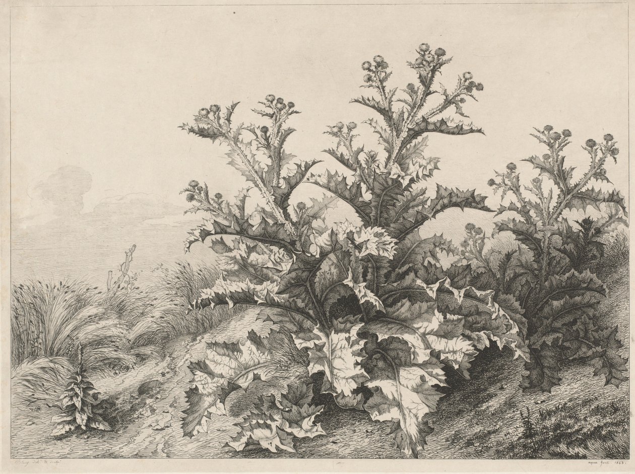 Il grande cardo, 1843 da Eugene Bléry