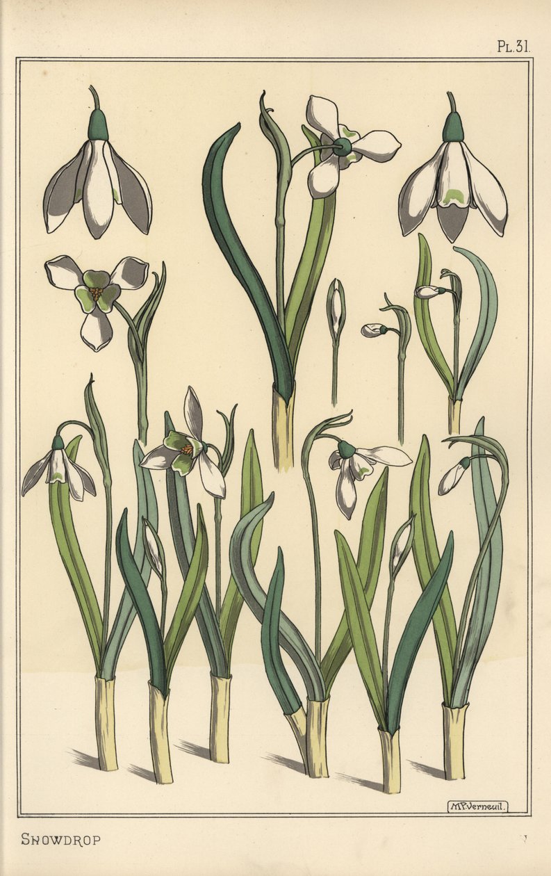 Illustrazione botanica di un bucaneve, Galanthus nivalis da Eugene Grasset