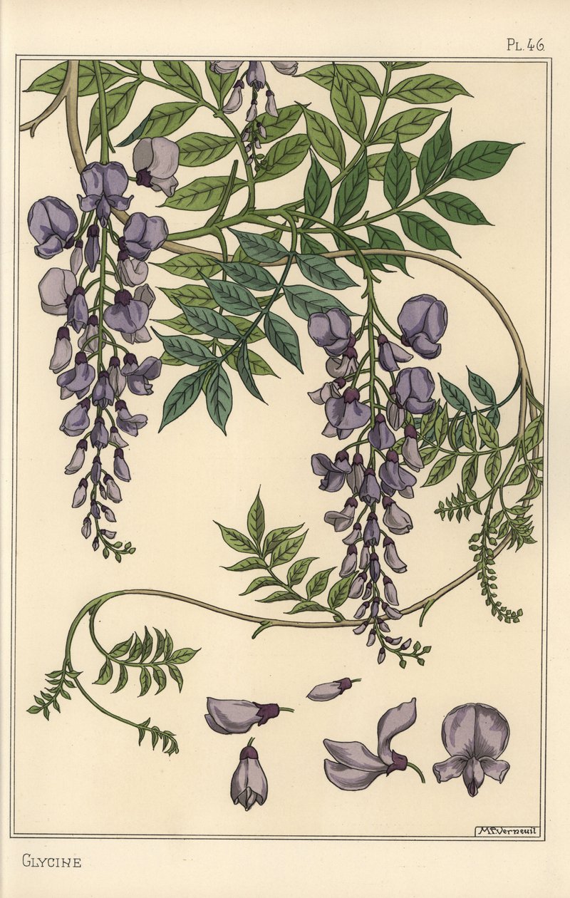 Studio botanico di glicine da Eugene Grasset