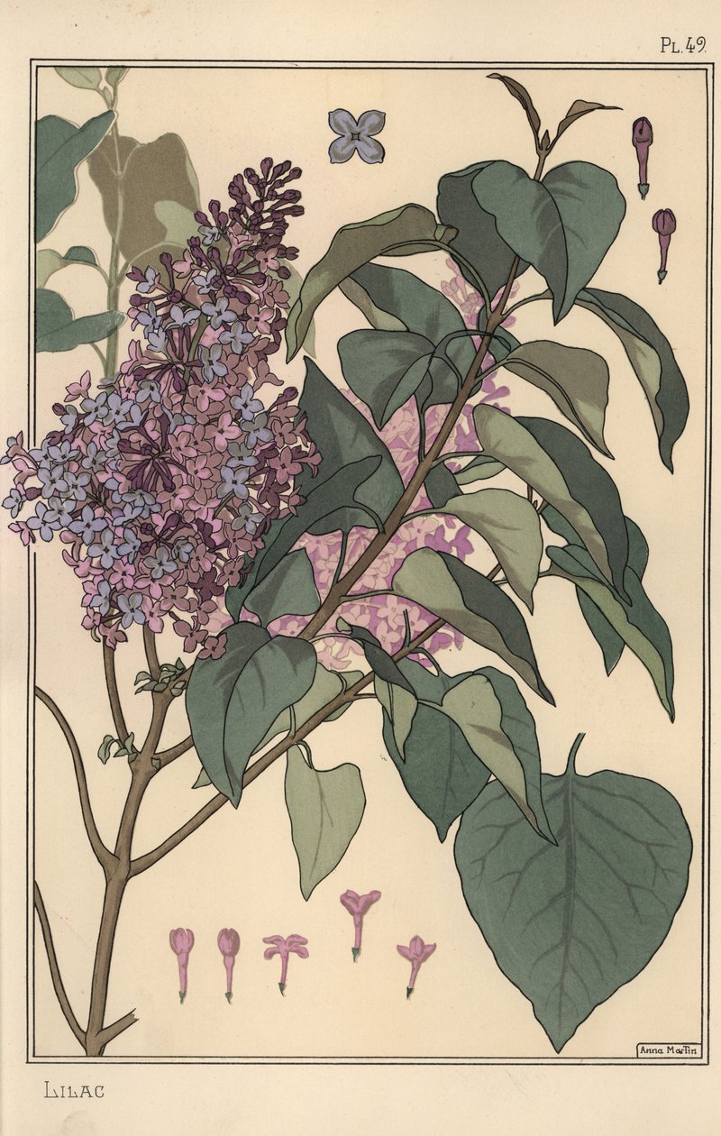 Studio botanico del lillà da Eugene Grasset